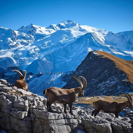 公寓 Authentic Located In The Le Grand Massif Area *